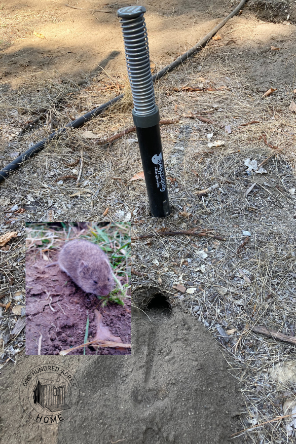 How to Get Rid of Voles in Yard - One Hundred Acres Home